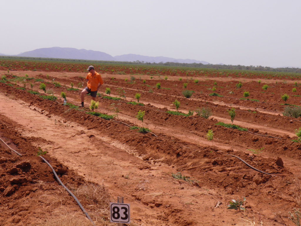 Im vorbereiteten und mit einer Bewässerungsanlage versehenen Boden werden die Setzlinge eingepflanzt.
